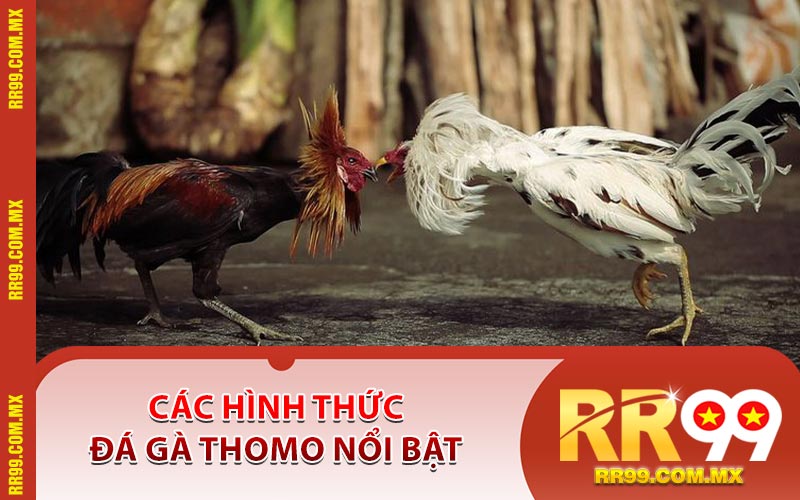 Các Hình Thức Đá Gà Thomo Nổi Bật
