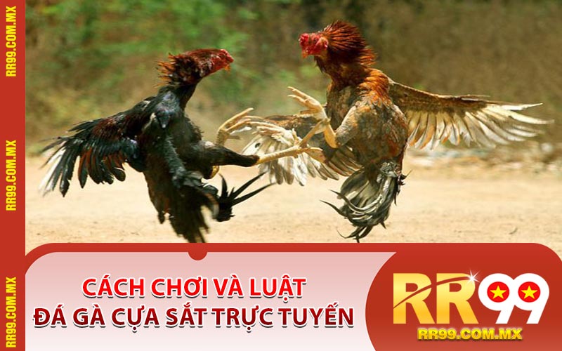 Cách Chơi Và Luật Đá Gà Cựa Sắt Trực Tuyến