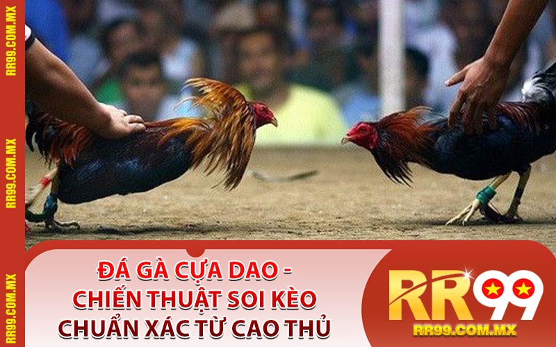 Đá Gà Cựa Dao - Chiến Thuật Soi Kèo Chuẩn Xác Từ Cao Thủ