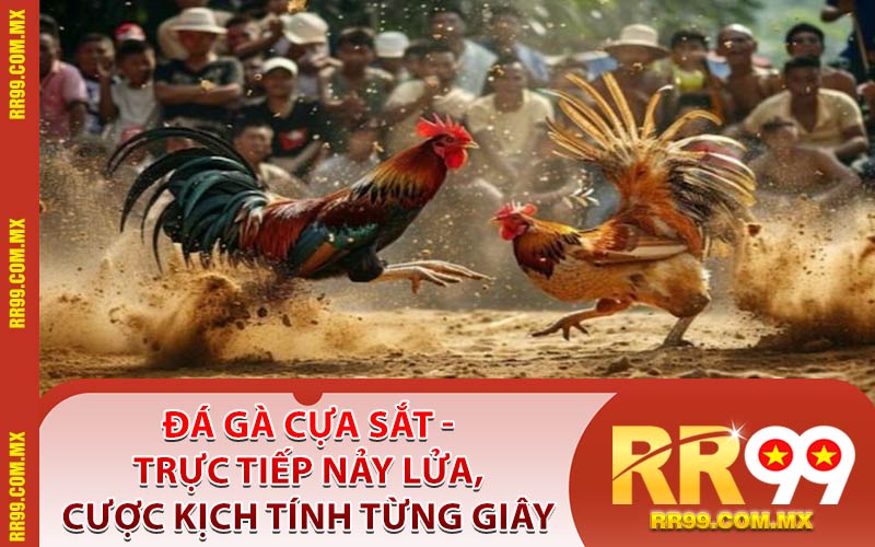 Đá Gà Cựa Sắt - Trực Tiếp Nảy Lửa, Cược Kịch Tính Từng Giây