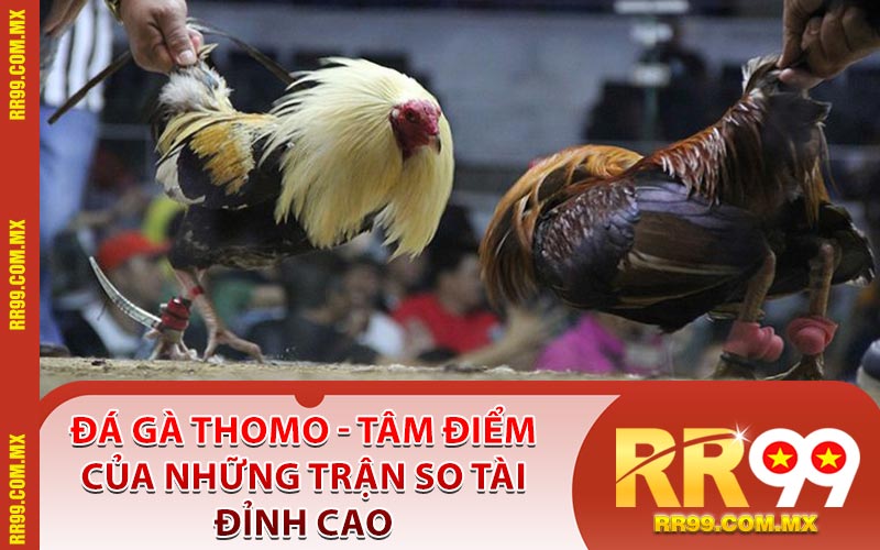 Đá Gà Thomo - Tâm Điểm Của Những Trận So Tài Đỉnh Cao