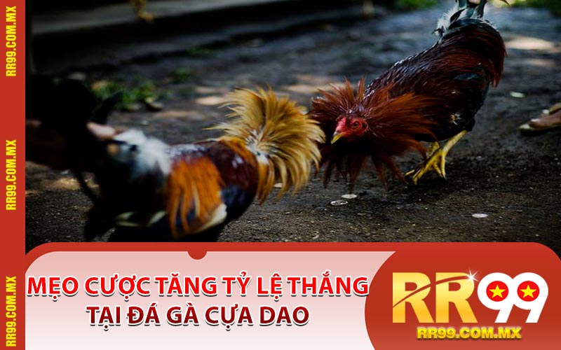 Mẹo Cược Tăng Tỷ Lệ Thắng Tại Đá Gà Cựa Dao