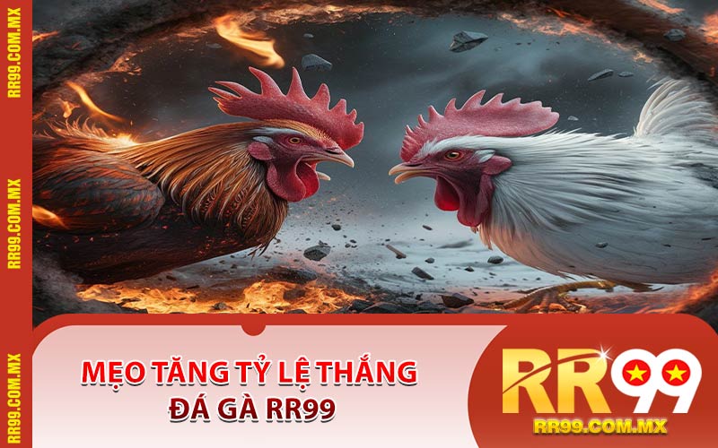 Mẹo Tăng Tỷ Lệ Thắng Đá Gà RR99