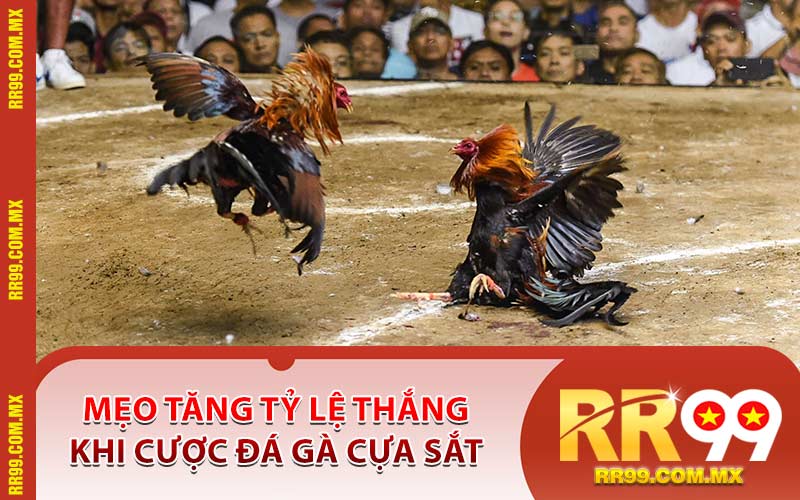 Mẹo Tăng Tỷ Lệ Thắng Khi Cược Đá Gà Cựa Sắt