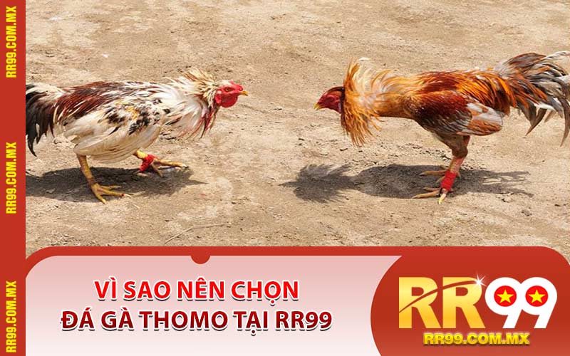 Vì Sao Nên Chọn Đá Gà Thomo Tại RR99